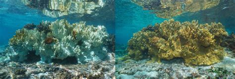 How Fire Coral has an Edge Over Other Species in the Caribbean Reef - Promega Connections