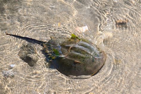 Limulus polyphemus (Atlantic horseshoe crab)