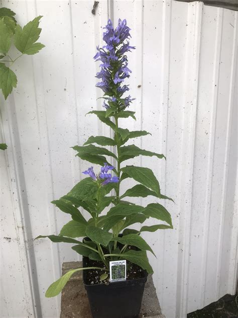 Great Blue Lobelia, Lobelia siphilitica - Designs By Nature, LLC