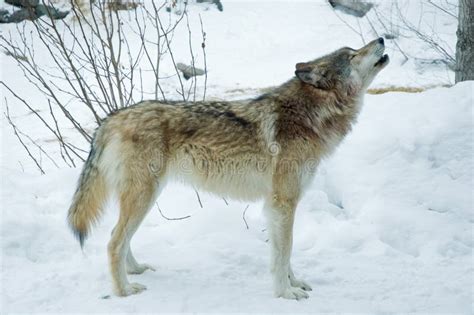 Gray or Timber Wolf Howls stock photo. Image of predator - 19601190