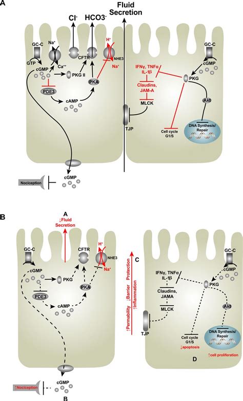 Guanylate cyclase-C as a therapeutic target in gastrointestinal ...