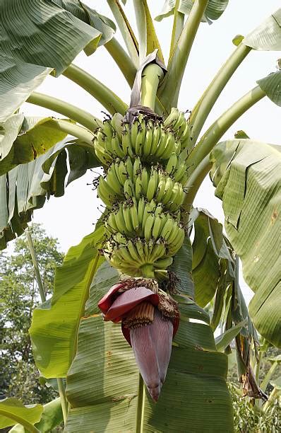 Best Plantain Tree Stock Photos, Pictures & Royalty-Free Images - iStock