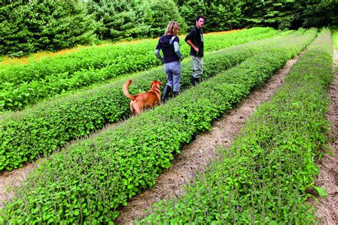 Agroforestry Profitable Agriculture Project in Sarthana, Surat, Shatras ...