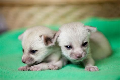 Fennec Fox Babies Are Born - Vetstreet | Vetstreet