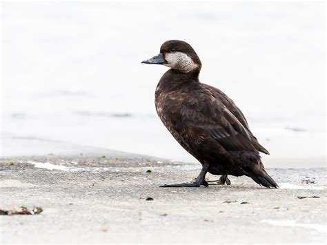 Common Scoter Bird Facts (Melanitta nigra) | Bird Fact