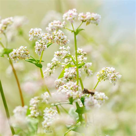 Buckwheat Seeds | Flower Seeds in Packets & Bulk | Eden Brothers