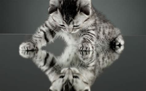 nature, Cat, Kittens, Reflection Wallpapers HD / Desktop and Mobile Backgrounds