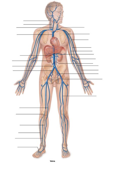 Human Venous System Diagram