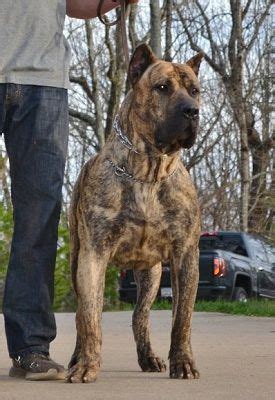 Cane Corso Presa Canario Mix | Presa canario, Cane corso, Dogs and puppies