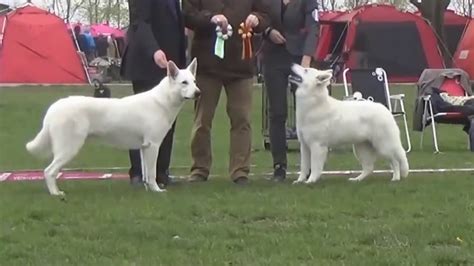 White German Shepherd vs White Swiss Shepherd - Difference Explained.mp4 - YouTube