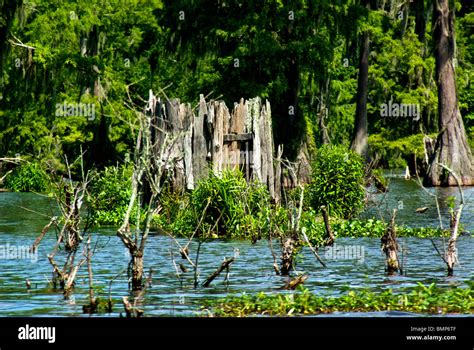 Lake Martin Wildlife Sanctuary Louisiana duck hunting blind camouflaged to look like cypress ...