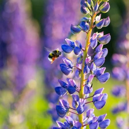 14+ Lupine Plant Seeds - TolaWaring