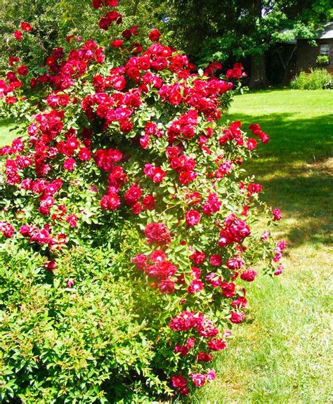 Red Roses Rose Bush Garden Flower Reminds Me Of Mom And | Climbing rose plants, Bush garden ...