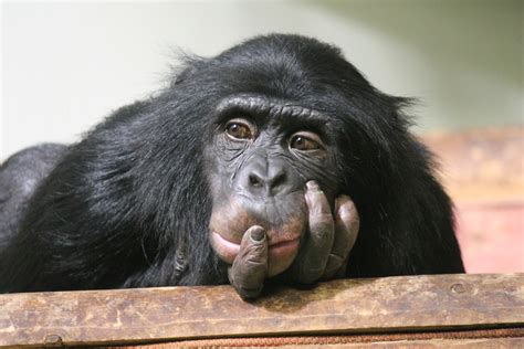 Great apes can understand the complex mental states of others - Earth.com