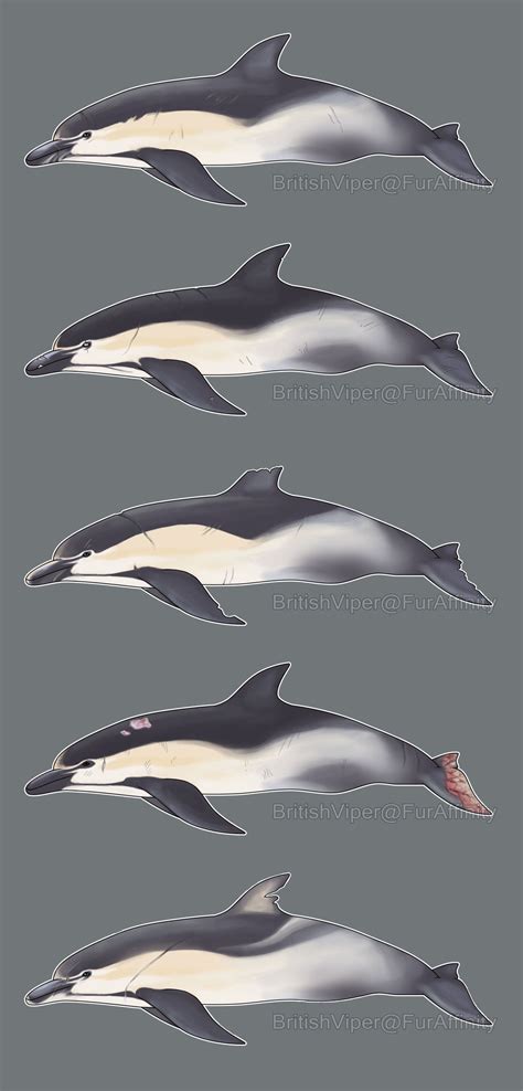 Common Dolphin Pod by PetrichorCrown on DeviantArt