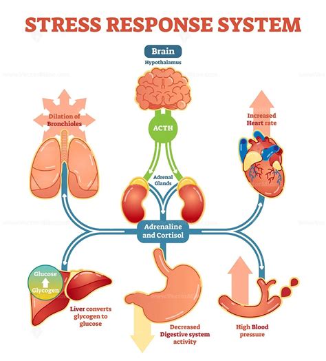 Stress response system vector illustration diagram - VectorMine