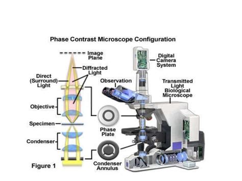 Phase contrast microscopy