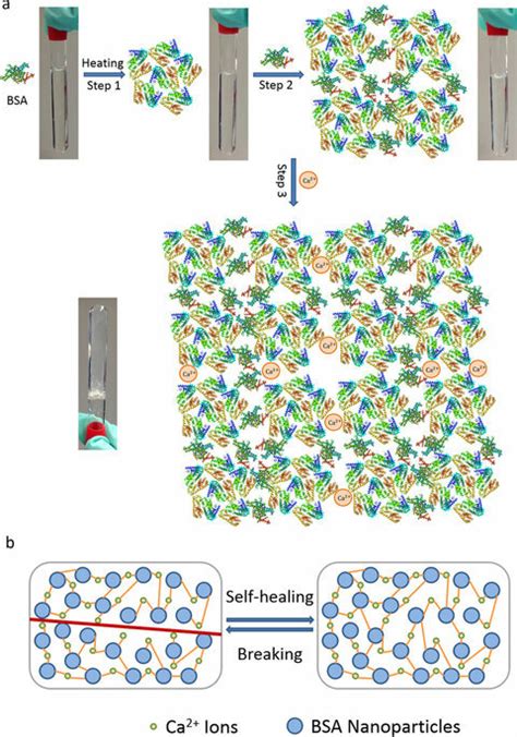 The self-healing protein hydrogel system.: (a) The proposed gelation ...