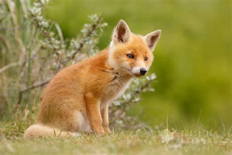 cute_fox_cub_by_thrumyeye-d85cjz2.jpg (1000×668) | lovely souls | Pinterest | Animales y Mascotas