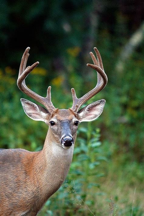 10 Things You Didn't Know About Velvet Bucks | atelier-yuwa.ciao.jp