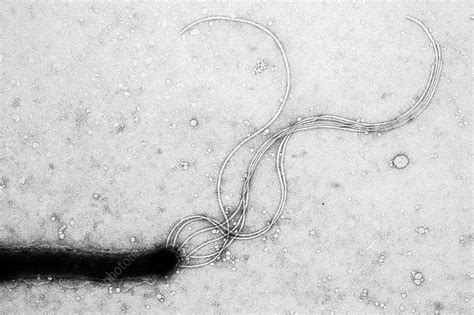 Bacterial Flagella, EM - Stock Image - C050/4204 - Science Photo Library