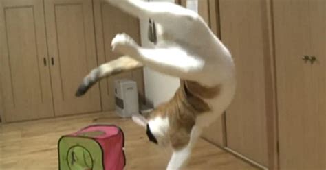 Cats jumping into the air in slow-motion - CBS News