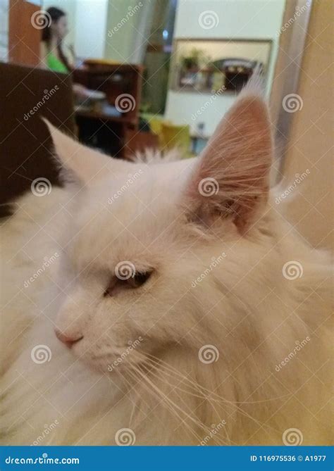 Gorgeous white Angora cat stock photo. Image of hazel - 116975536