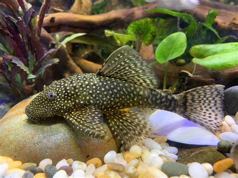 Common Bristlenose Catfish (Ancistrus sp.)