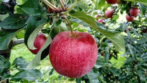 Why Can't I Buy A Pink Lady Apple Tree? - Gardening Tips, Advice and ...