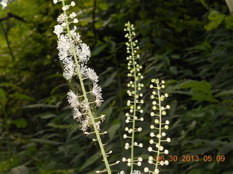 white baneberry | Flowers, Plants, Flora