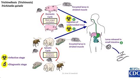 Trichinella spiralis life cycle - YouTube