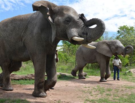 Elephant Sanctuary, Hartbeespoortdam, Plettenberg Bay, South Africa