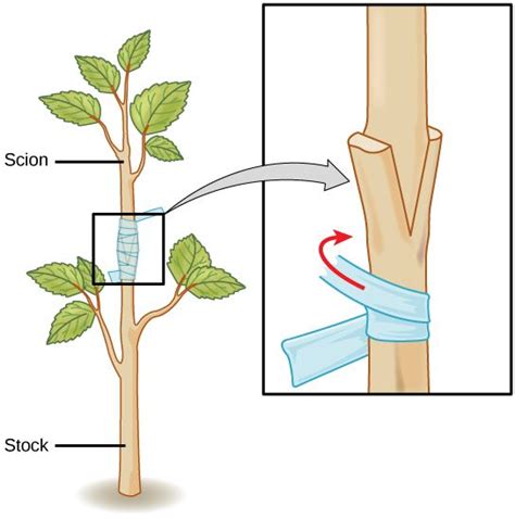 17 Best images about plant propagation on Pinterest | Vegetative ...