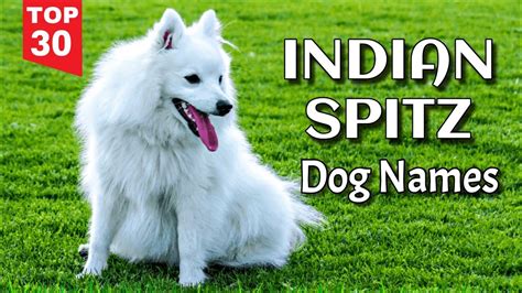 Indian Dog Names