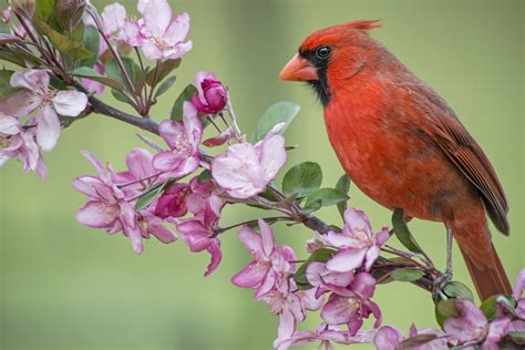 Cardinal Bird Desktop Wallpaper