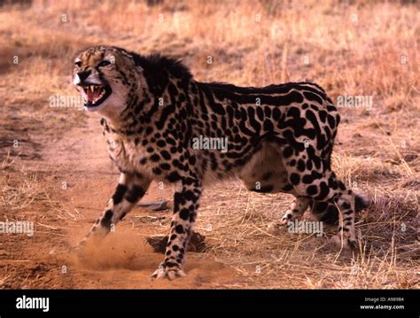 cheetah king predator Stock Photo: 625076 - Alamy