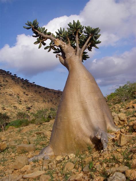 Socotra Island: “The Most Alien-Looking Place on Earth”