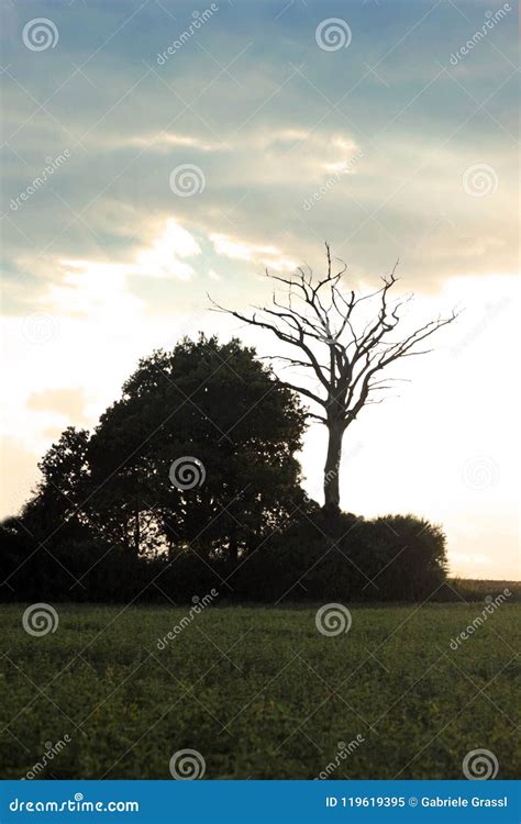 Silhouette of a Dead Tree at Sunset Stock Image - Image of people, nature: 119619395