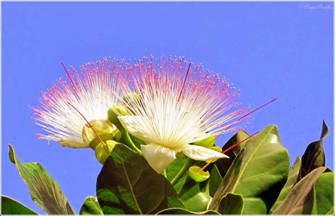 Rain Tree flowers / Albizia Saman - Random Photography