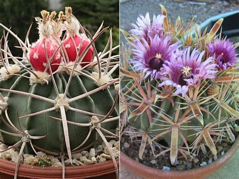 How to Grow and Care for Barrel Cacti | World of Succulents