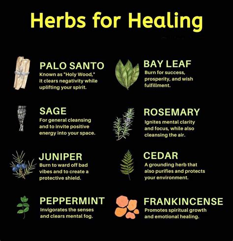 100 medicinal plants and their uses – Artofit