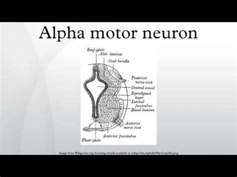 Alpha motor neuron - YouTube