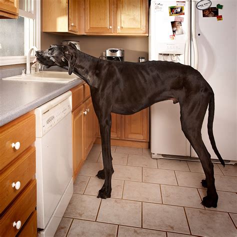 In Memory of Zeus, the Tallest Dog Ever Measured by Guinness ...