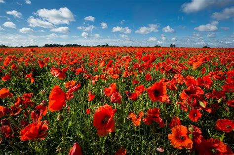 When is Remembrance Day 2017? Why do we wear poppies? | London Evening Standard | Evening Standard