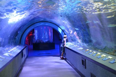 Newport Aquarium in Covington, Kentucky - Kid-friendly Attractions | Trekaroo