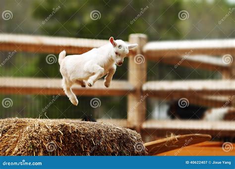 493 Jumping Goat Stock Photos - Free & Royalty-Free Stock Photos from Dreamstime