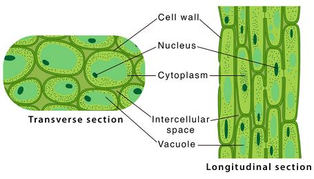 Permanent Tissue Diagram