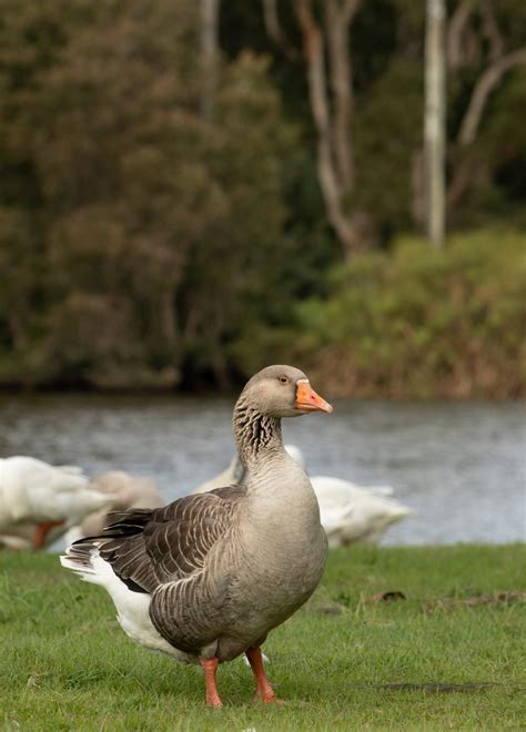 Breed Profile: Pilgrim Geese - Backyard Poultry