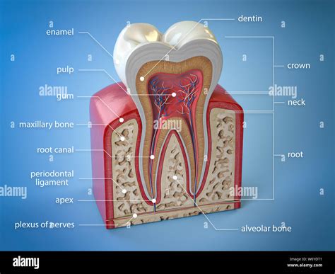 Molar tooth cross section hi-res stock photography and images - Alamy