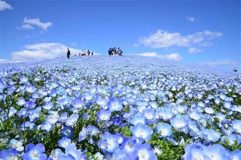 Giappone, il parco si fonde con il cielo - Focus.it